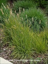 Attēlu rezultāti vaicājumam “Alopecurus pratensis flower”