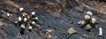 Attēlu rezultāti vaicājumam “Phleogena faginea stalked”