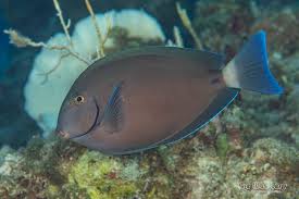 Image result for Acanthurus chirurgus