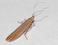 Attēlu rezultāti vaicājumam “Coleophora alticolella”