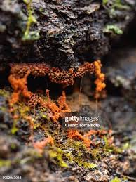 Attēlu rezultāti vaicājumam “Metatrichia vesparia”