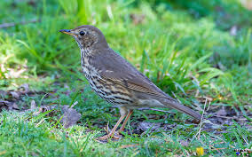 Attēlu rezultāti vaicājumam “Turdus philomelos juvenile”