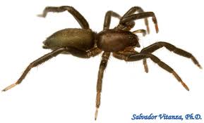 Attēlu rezultāti vaicājumam “Gnaphosidae”