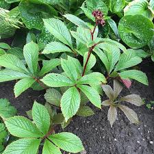 Image result for Rodgersia chocolate wings