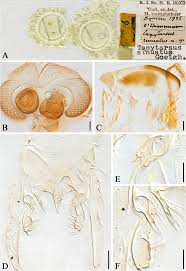 Attēlu rezultāti vaicājumam “Tanytarsus”