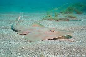 Image result for Rhinobatos rhinobatos