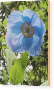 Image result for Meconopsis betonicifolia
