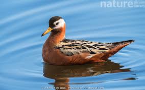 Attēlu rezultāti vaicājumam “Phalaropus fulicarius adult”