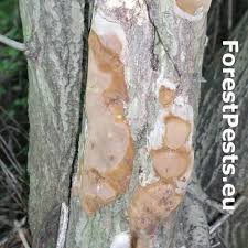 Attēlu rezultāti vaicājumam “Phellinus ferrugineofuscus”