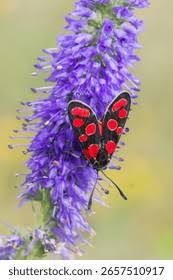 Attēlu rezultāti vaicājumam “Zygaena sp.”