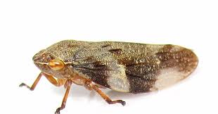 Attēlu rezultāti vaicājumam “Aphrophora alni imago”