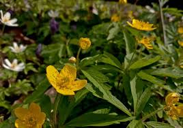 Attēlu rezultāti vaicājumam “Anemone ranunculoides leaf”