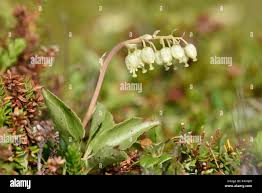 Attēlu rezultāti vaicājumam “Orthilia secunda flower”