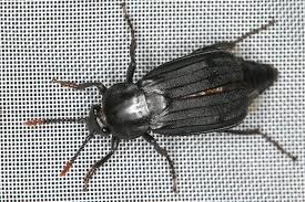 Attēlu rezultāti vaicājumam “Necrodes littoralis”