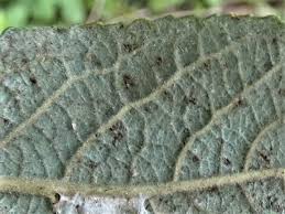 Attēlu rezultāti vaicājumam “Melampsora magnusiana”