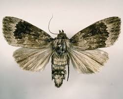 Attēlu rezultāti vaicājumam “Amphipyra perflua”