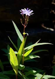 Attēlu rezultāti vaicājumam “Lactuca tatarica flower”