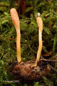 Attēlu rezultāti vaicājumam “Cordyceps polyarthra”