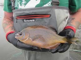 Image result for Parophrys vetulus