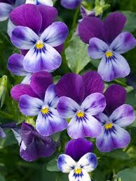 Image result for Viola cornuta