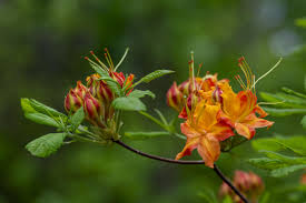 Attēlu rezultāti vaicājumam “Rhododendron calendulaceum”