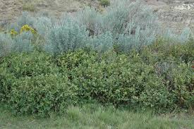 Attēlu rezultāti vaicājumam “Symphoricarpos albus”