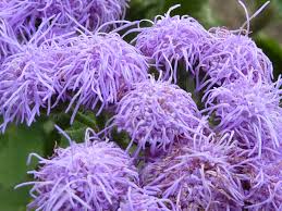 Image result for Ageratum mexicanum