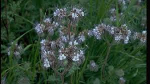 Image result for Phacelia