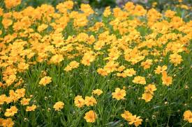 Image result for Coreopsis
