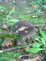 Attēlu rezultāti vaicājumam “Leccinum melaneum”