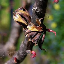 Attēlu rezultāti vaicājumam “Cercidiphyllum japonicum flower”