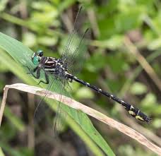 Attēlu rezultāti vaicājumam “Gomphidae”
