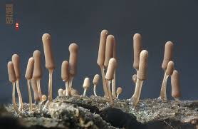 Attēlu rezultāti vaicājumam “Stemonitis foliicola plasmodium”