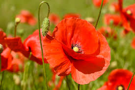 Image result for Mohn