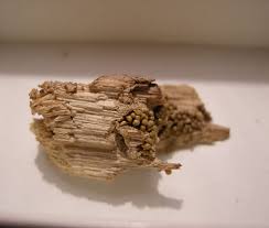 Attēlu rezultāti vaicājumam “Trichia varia”