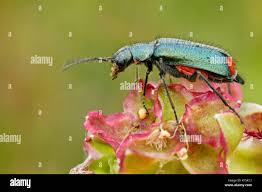 Attēlu rezultāti vaicājumam “Malachius bipustulatus”