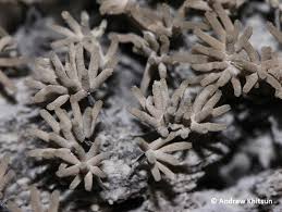 Attēlu rezultāti vaicājumam “Arcyria cinerea”