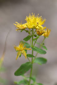 Attēlu rezultāti vaicājumam “Hypericum maculatum flower”