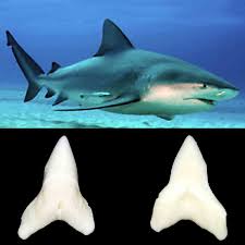 Image result for Carcharhinus leucas