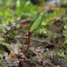 Attēlu rezultāti vaicājumam “Buxbaumia viridis”