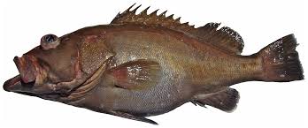 Image result for Hyporthodus niveatus