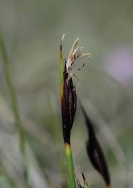 Attēlu rezultāti vaicājumam “Schoenus ferrugineus flower”