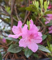 Attēlu rezultāti vaicājumam “rhododendron”