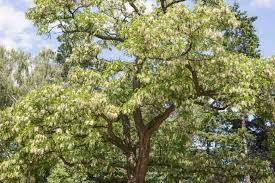 Attēlu rezultāti vaicājumam “Robinia pseudoacacia”