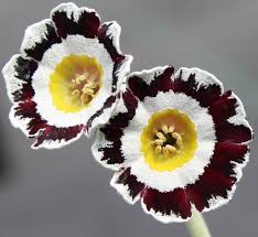 Attēlu rezultāti vaicājumam “Primula”