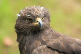 Attēlu rezultāti vaicājumam “Aquila pomarina adult”