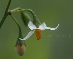 Attēlu rezultāti vaicājumam “Solanum nigrum flower”