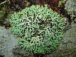 Attēlu rezultāti vaicājumam “Menegazzia terebrata”