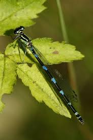 Attēlu rezultāti vaicājumam “Coenagrion pulchellum female”