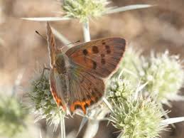 Attēlu rezultāti vaicājumam “Lycaena phlaeas male”